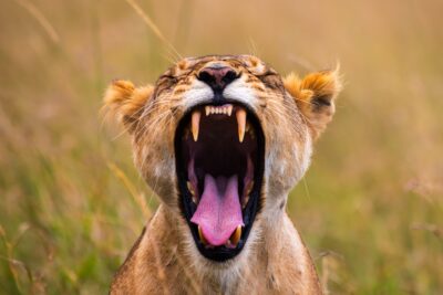 Lioness in the Maasai Mara